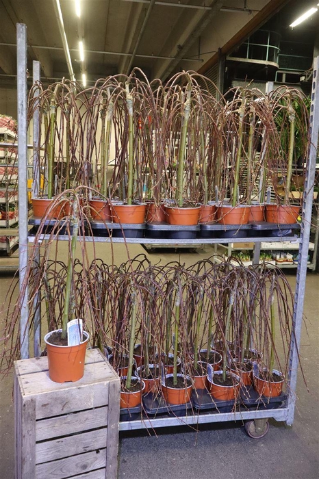 <h4>Salix Cap Kilmarnock</h4>