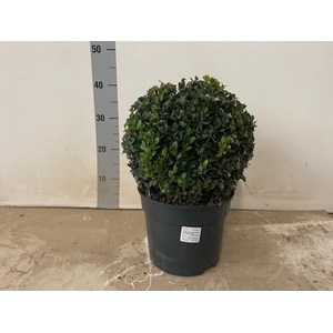 BUXU SEMPERVIRENS