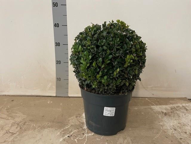 <h4>BUXU SEMPERVIRENS</h4>