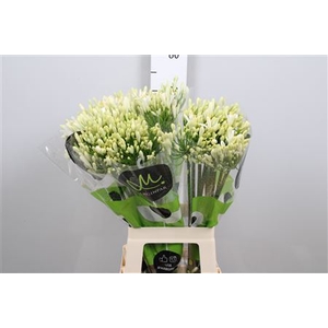 Agapanthus  'Gletsjer'