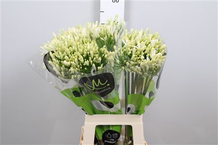 <h4>Agapanthus  'Gletsjer'</h4>