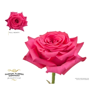 Rosa Premium Full Monty