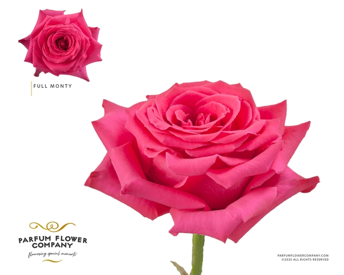 <h4>Rosa Premium Full Monty</h4>