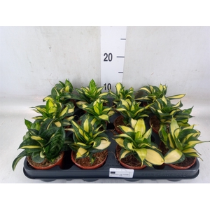 Sansevieria trifa. 'Hahnii'