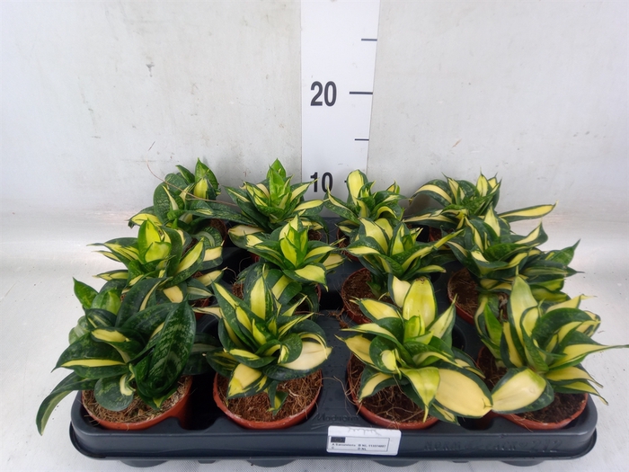 <h4>Sansevieria trifa. 'Hahnii'</h4>