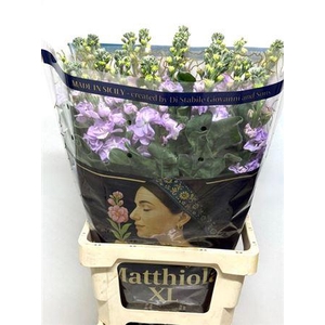 Matth Iron Marine (it.)