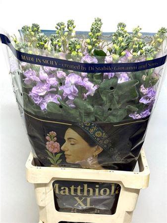 <h4>Matth Iron Marine</h4>