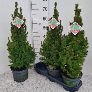 PICEA GL CONICA