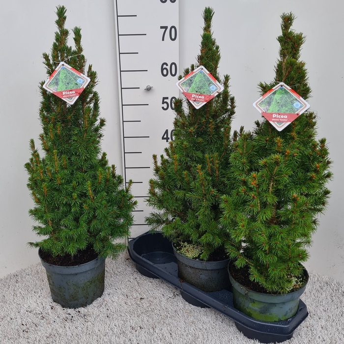 <h4>PICEA GL CONICA</h4>