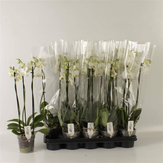 <h4>PHAL OV WIT</h4>