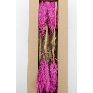DF Pampas 115cm Purple