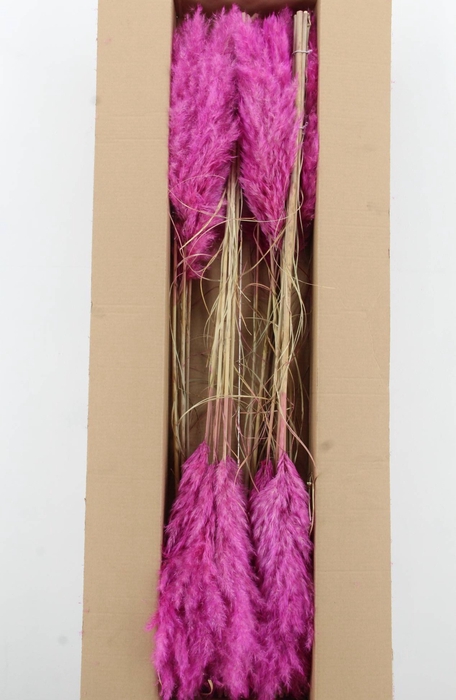 <h4>DF Pampas 115cm Purple</h4>
