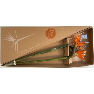 Strelitzia triangle box