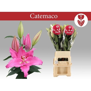 LI OR CATEMACO