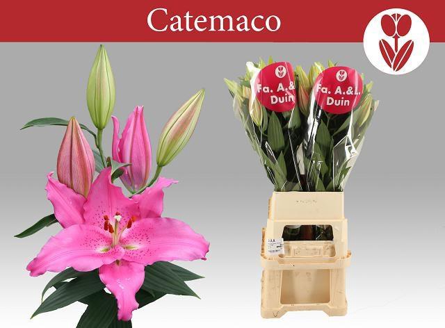 <h4>LI OR CATEMACO</h4>