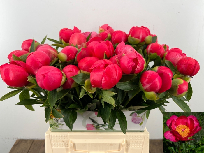 <h4>PAEO HH FLAME</h4>