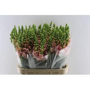 Antirrhinum Potomac Light Pink