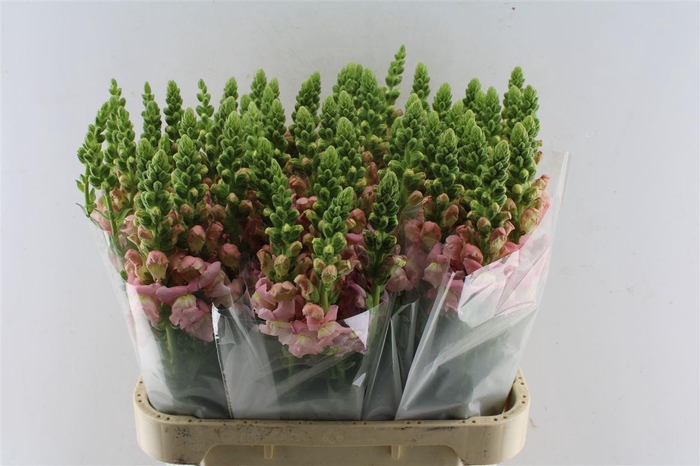 <h4>Antirrhinum Potomac Light Pink</h4>