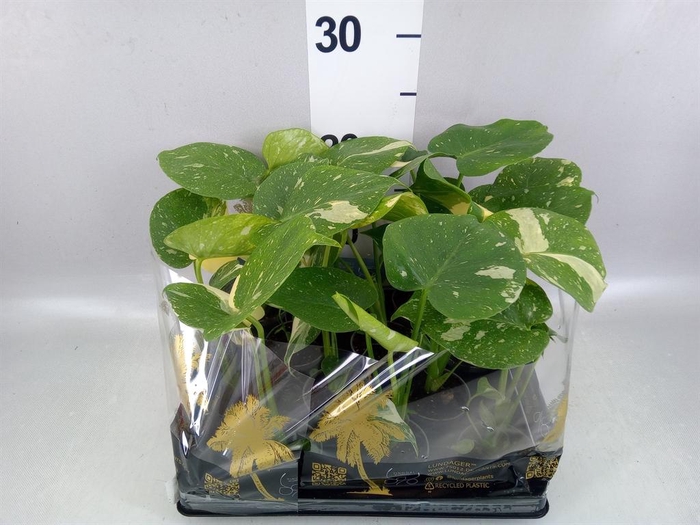 <h4>Monstera delic. 'Thai Constellatio'</h4>