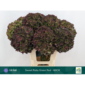 Hydrangea mag sweet ruby (classic)