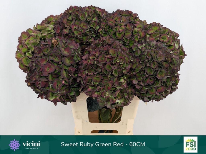 <h4>Hydrangea mag sweet ruby (classic)</h4>