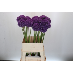 Allium Ambassador