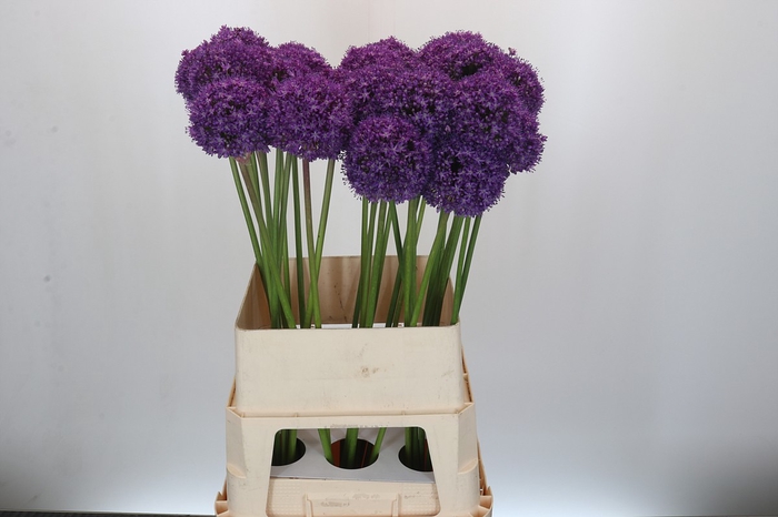 <h4>Allium Ambassador</h4>