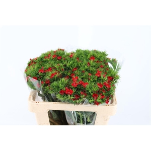 Di Barb Breanthus Amras Red