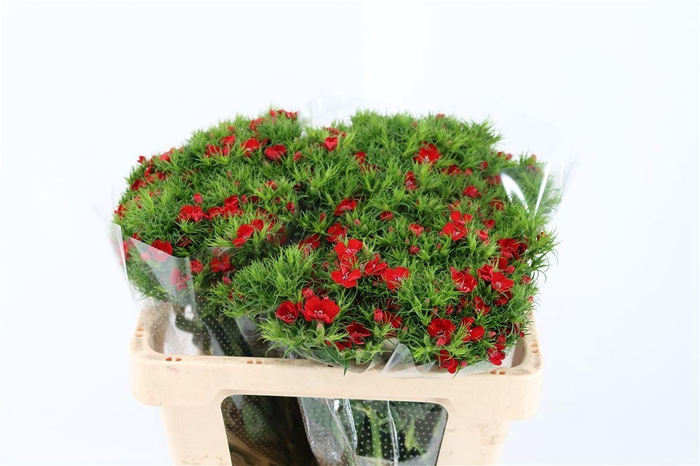 <h4>Di Barb Breanthus Amras Red</h4>