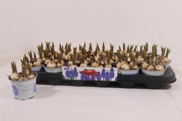 <h4>MUSCAR BIG SMILE</h4>