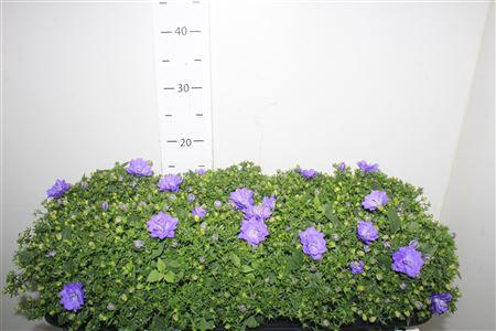 <h4>Camp Blue Like Mee</h4>