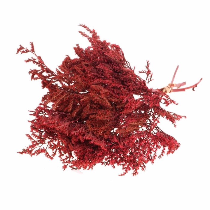 <h4>Statice tatarica kg red</h4>