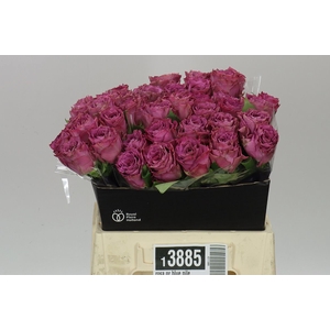 Rosa Gr Blue Nile