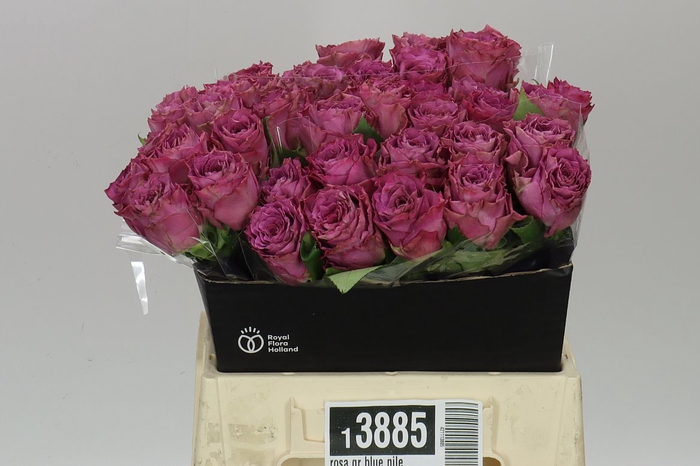 <h4>Rosa Gr Blue Nile</h4>