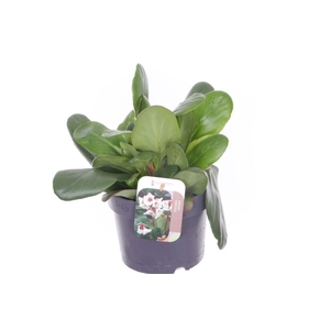 Bergenia Bressingham White
