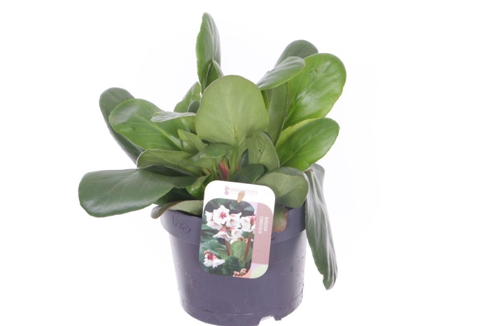 <h4>Bergenia Bressingham White</h4>