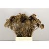 DF Achillea Paint Bs Ant. Gold