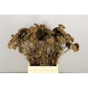 DF Achillea Paint Bs Ant. Gold