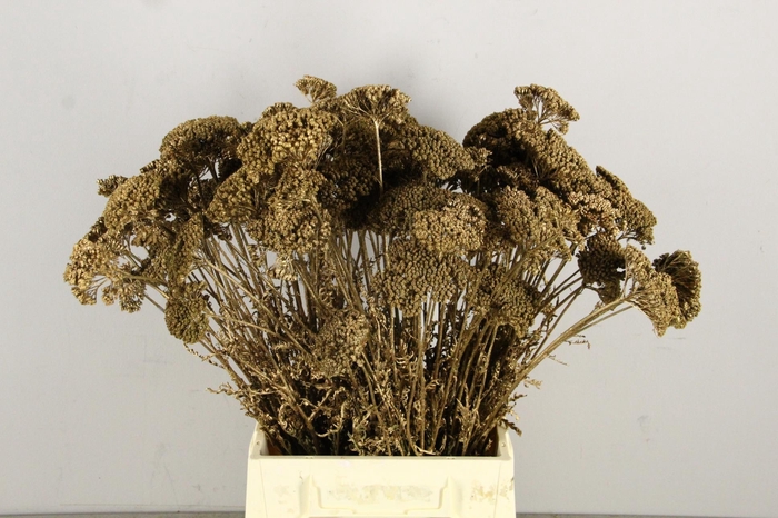 <h4>DF Achillea Paint Bs Ant. Gold</h4>
