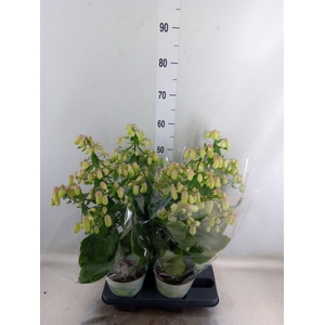 Kalanchoe  'Magic Bell'
