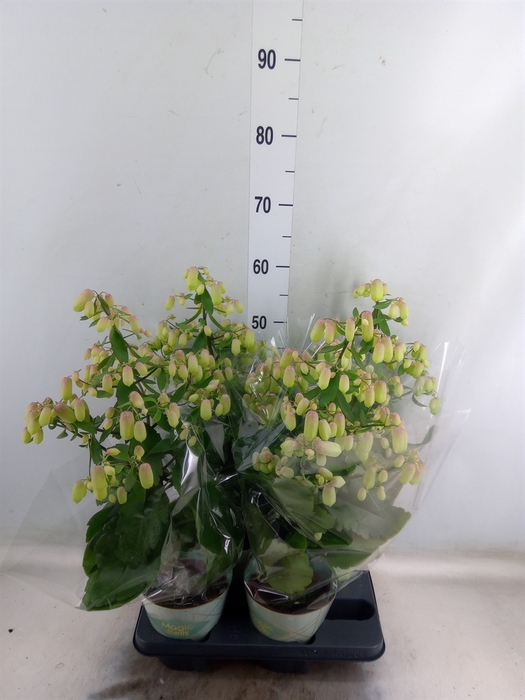 <h4>Kalanchoe  'Magic Bell'</h4>