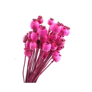 Papaver Cerise