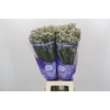 Limonium White Diamond