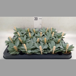 Senecio cephal. 'Mountain Fire'