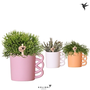 Kolibri Greens Rhipsalis mix in Happy Mug pot mix