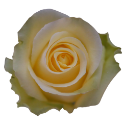 <h4>R Gr Minion Rose Yellow 40cm EC</h4>