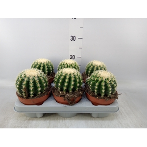 Echinocactus grusonii forma interme