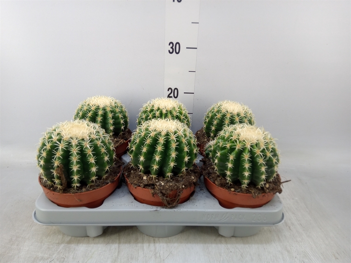 <h4>Echinocactus grusonii forma interme</h4>