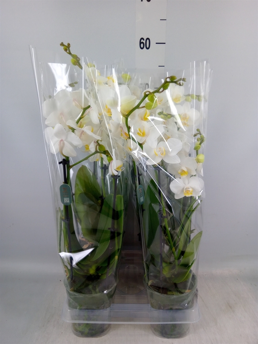 <h4>Phalaenopsis multi.   ...white</h4>