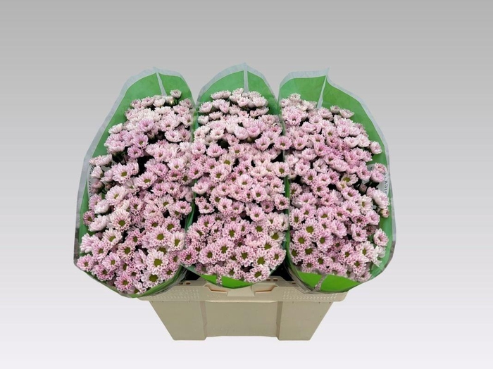 <h4>CHR S ROSSI PINK</h4>